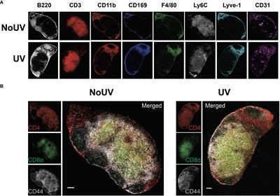 Exposure to solar ultraviolet radiation establishes a novel immune suppressive lipidome in skin-draining lymph nodes